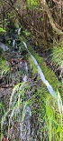 Plants: image 65 Of 208 Thumb